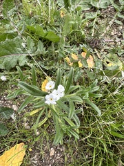 Cryptantha intermedia