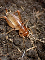 Ceuthophilus californianus