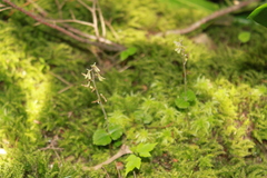 Neottia smallii