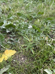 Cryptantha intermedia