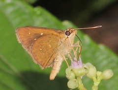Arnetta vindhiana