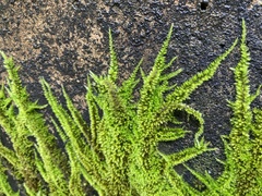 Homalothecium nuttallii