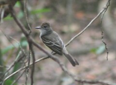 Myiarchus tyrannulus