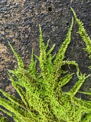 Homalothecium nuttallii