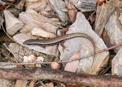 Ctenotus labillardieri