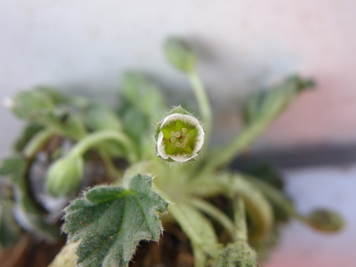 Image of Acaulimalva crenata by (c) Paúl Gonzáles, some rights reserved (CC BY)