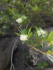 Escallonia cordobensis