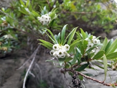 Escallonia cordobensis