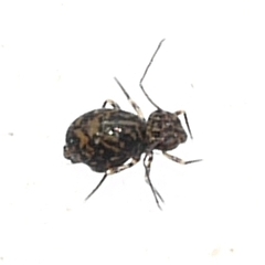 Ptenothrix marmorata