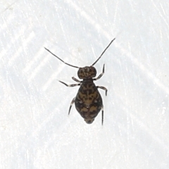 Ptenothrix marmorata