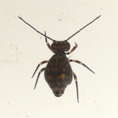 Ptenothrix marmorata