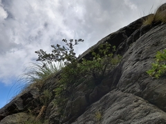 Escallonia cordobensis