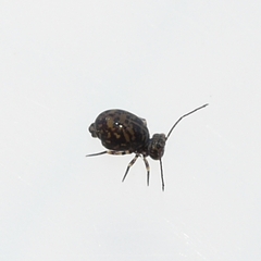 Ptenothrix marmorata