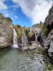 Escallonia cordobensis