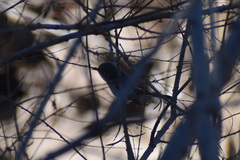 Polioptila