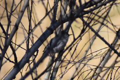 Polioptila