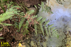 Dryopteris erythrosora