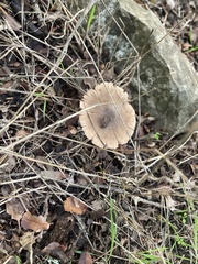Coprinopsis uliginicola