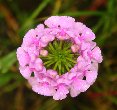 Platanthera peramoena