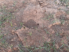 Pogonomyrmex barbatus