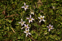 Lobelia oligophylla