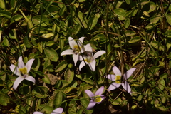 Lobelia oligophylla