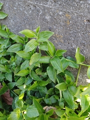 Tradescantia fluminensis