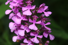 Platanthera peramoena