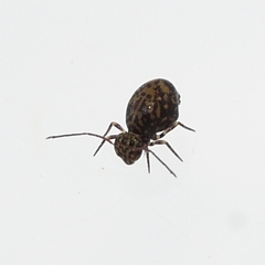 Ptenothrix marmorata