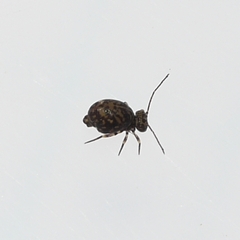 Ptenothrix marmorata
