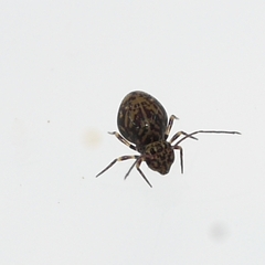 Ptenothrix marmorata