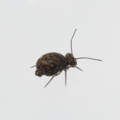 Ptenothrix marmorata