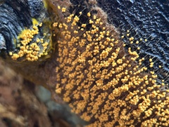 Badhamia utricularis