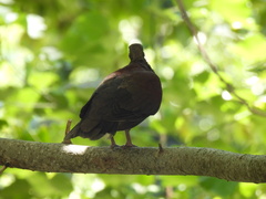 Nesoenas picturatus