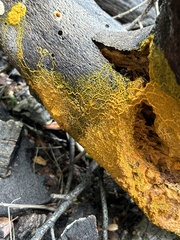 Badhamia utricularis