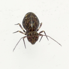 Ptenothrix marmorata