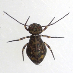 Ptenothrix marmorata