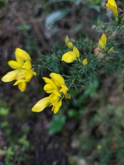 Ulex minor
