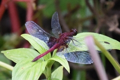 Erythrodiplax ines