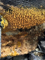 Badhamia utricularis