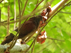 Nesoenas picturatus