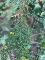 Ulex minor