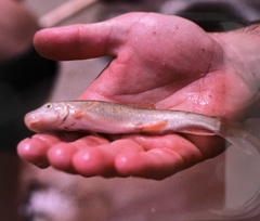 Pantosteus clarkii