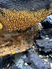 Badhamia utricularis