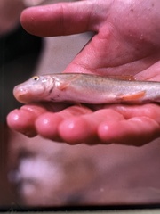 Pantosteus clarkii