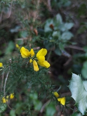 Ulex minor