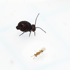 Ptenothrix marmorata