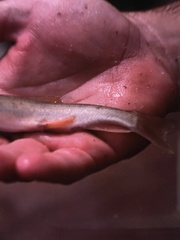 Pantosteus clarkii