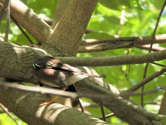 Nesoenas picturatus