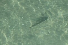 Pseudobatos productus